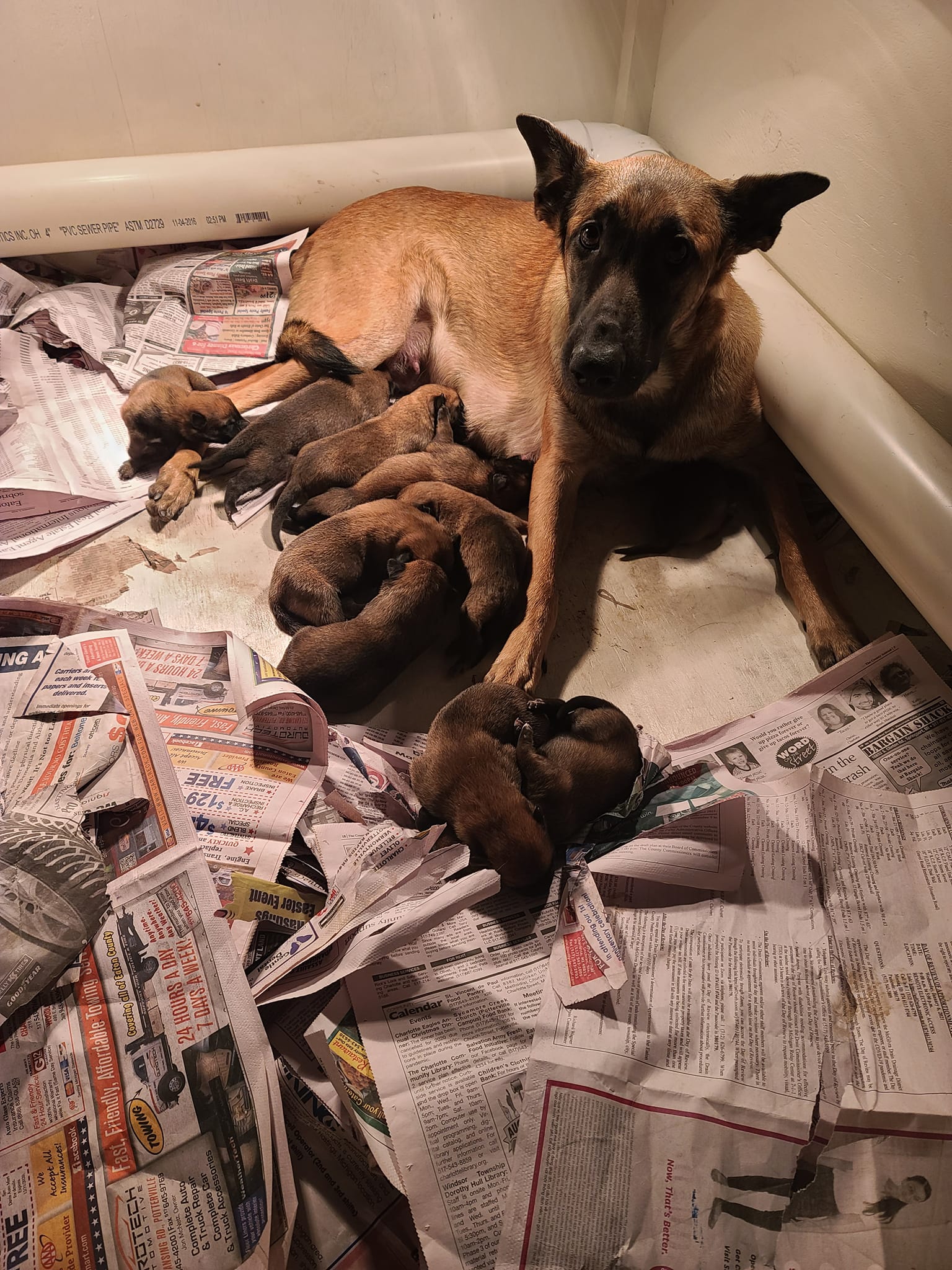 SQUIBB with newborn puppies