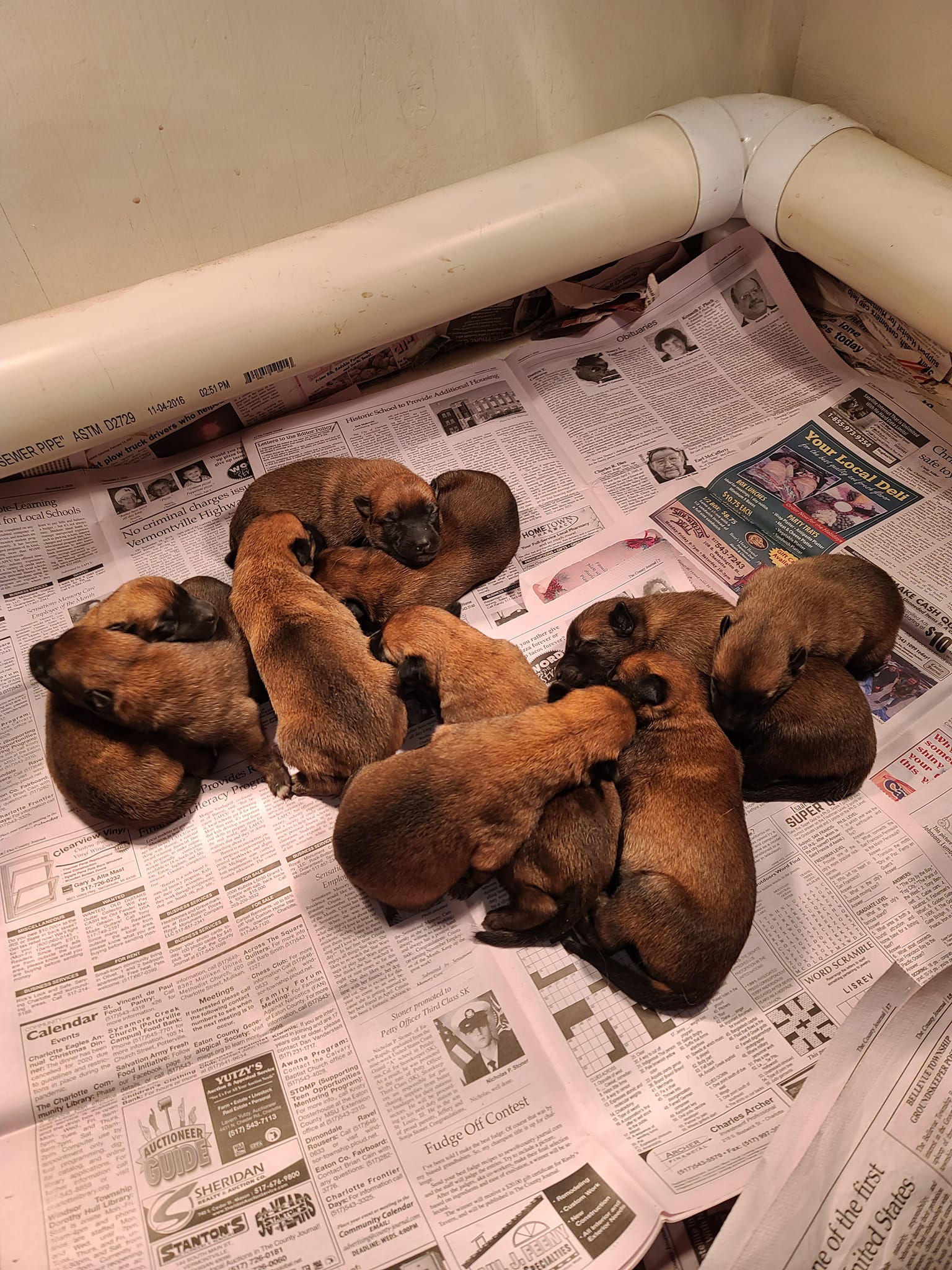Newborn SQUIBB x CISCO puppies