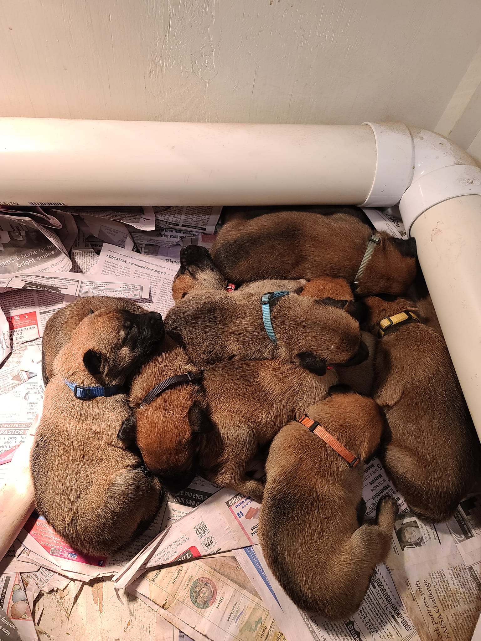 SQUIBB x Texas Taai Puppies
